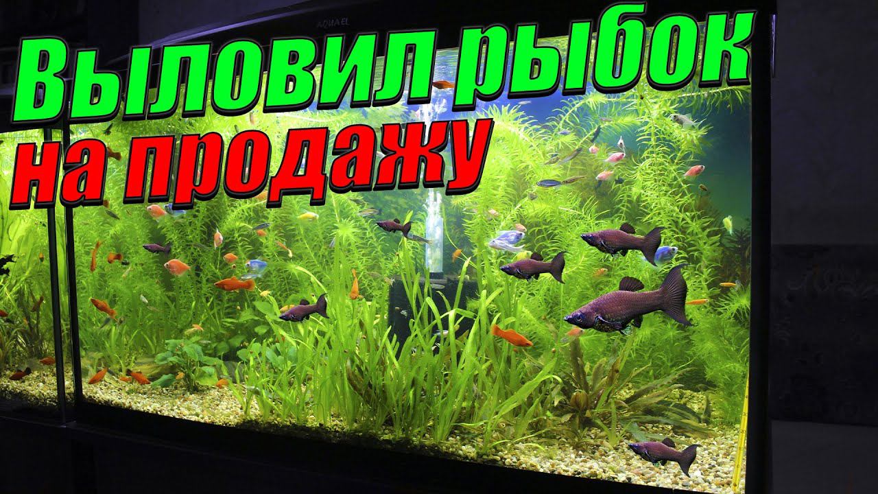 Выловил 200 рыбок на продажу! [Освободил аквариумы от растений и рыбок!]