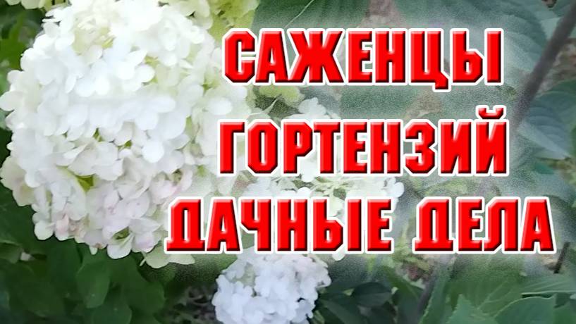 Новые саженцы. Влагозарядковый полив, уборка в цветнике