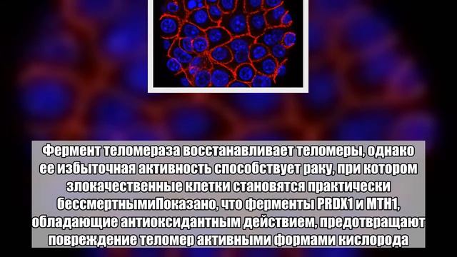 Найден способ победить бессмертные раковые клетки