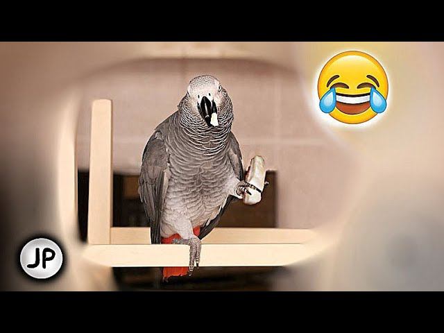 ✅ - ДАЙ САЛО ЖМОТ!ПОЧЕМУ ПТИЦЫ ЗИМОЙ ЛЮБЯТ ТАК СИЛЬНО САЛО?ЛУЧШИЕ МОМЕНТЫ ОДНОГО ДНЯ ЖАКО ПЕТРУНИ