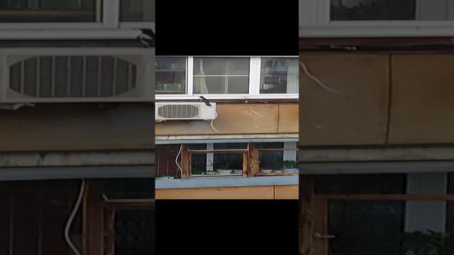 1часть.   сорока Сара Конар. На свободу с чистой совестью.