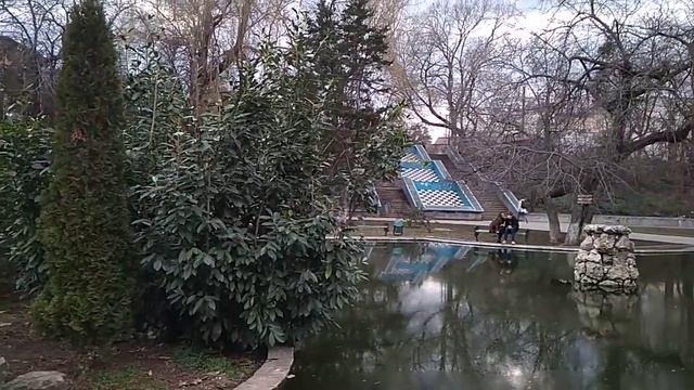 Лавровишня Prunus laurocerasus.