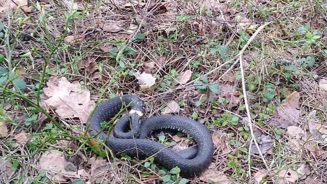 Огромная змея 🐍готовится к отаке в лесу в Клязьминской пойме