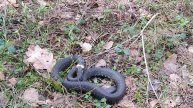 Огромная змея 🐍готовится к отаке в лесу в Клязьминской пойме