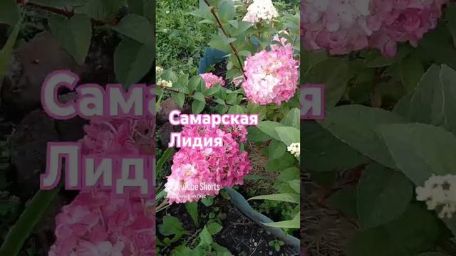 Красотка метельчатая гортензия Самарская Лидия