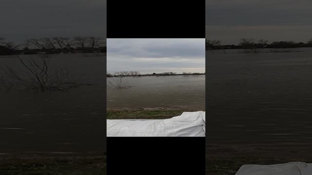 Уровень реки Тобол город Курган, Шевелевка, 972 см на 18 апреля 2024, еще не много и затопит Шевелев