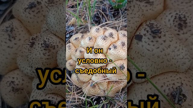 Чешуйчатка обыкновенная