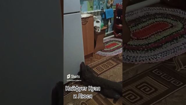 у каждого своя кайфушка 😸.mp4