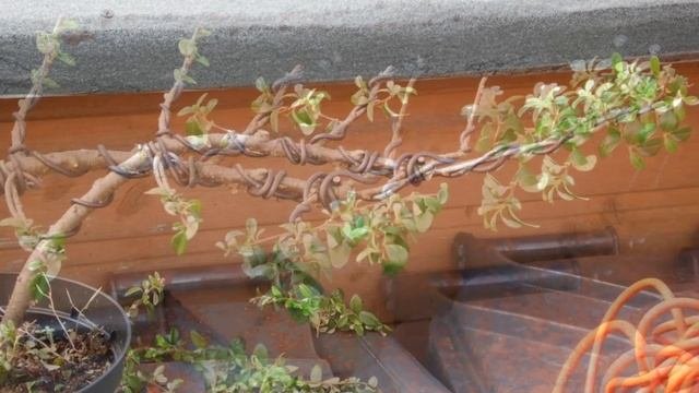 Cotoneaster. From shop Plant to Bonsai plant.