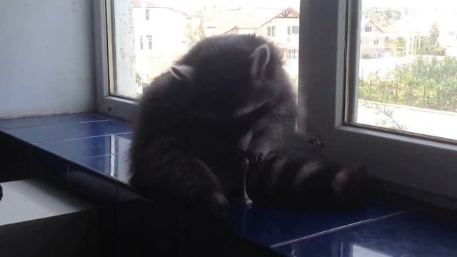 Енот Вильсон толстый бездельник