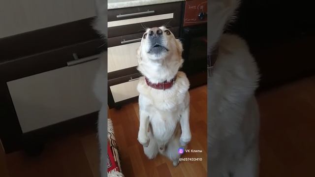clip57433410_456239202-1.mp4