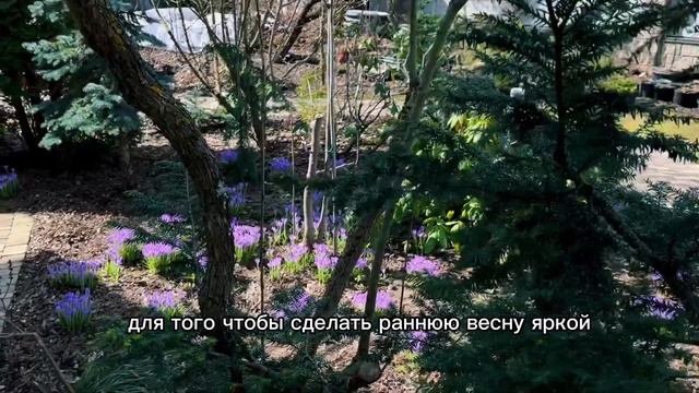 ПОДМОСКОВНЫЙ САД В СЕРЕДИНЕ АПРЕЛЯ. В ГЛАВНЫХ РОЛЯХ ХВОЙНЫЕ.