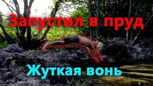 Готовлюсь к рекордному урожаю. Запустил рыбу в пруд.