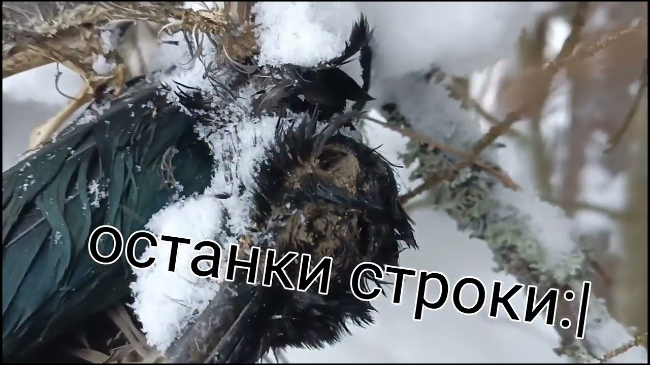 крутой бушкрафт шалаш в лесу своими руками