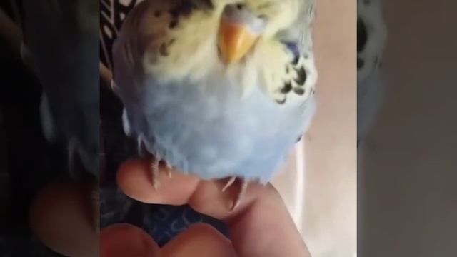 Волнистый попугай чех