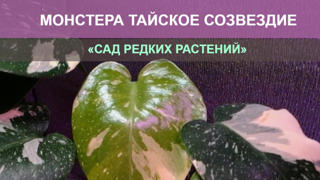 Монстера Тайское Созвездие раскрывает лист. Monstera Thai Constellation