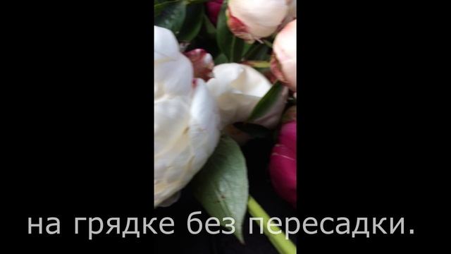 ПИОНЫ  -уход и целебные свойства растения