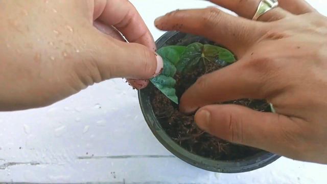 How to grow peperomia ,Growing peperomia caperata from leaves ,how to grow peperomia from cuttings