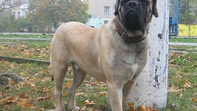Английский мастиф English mastiff