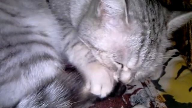 Прикол кошка сосун