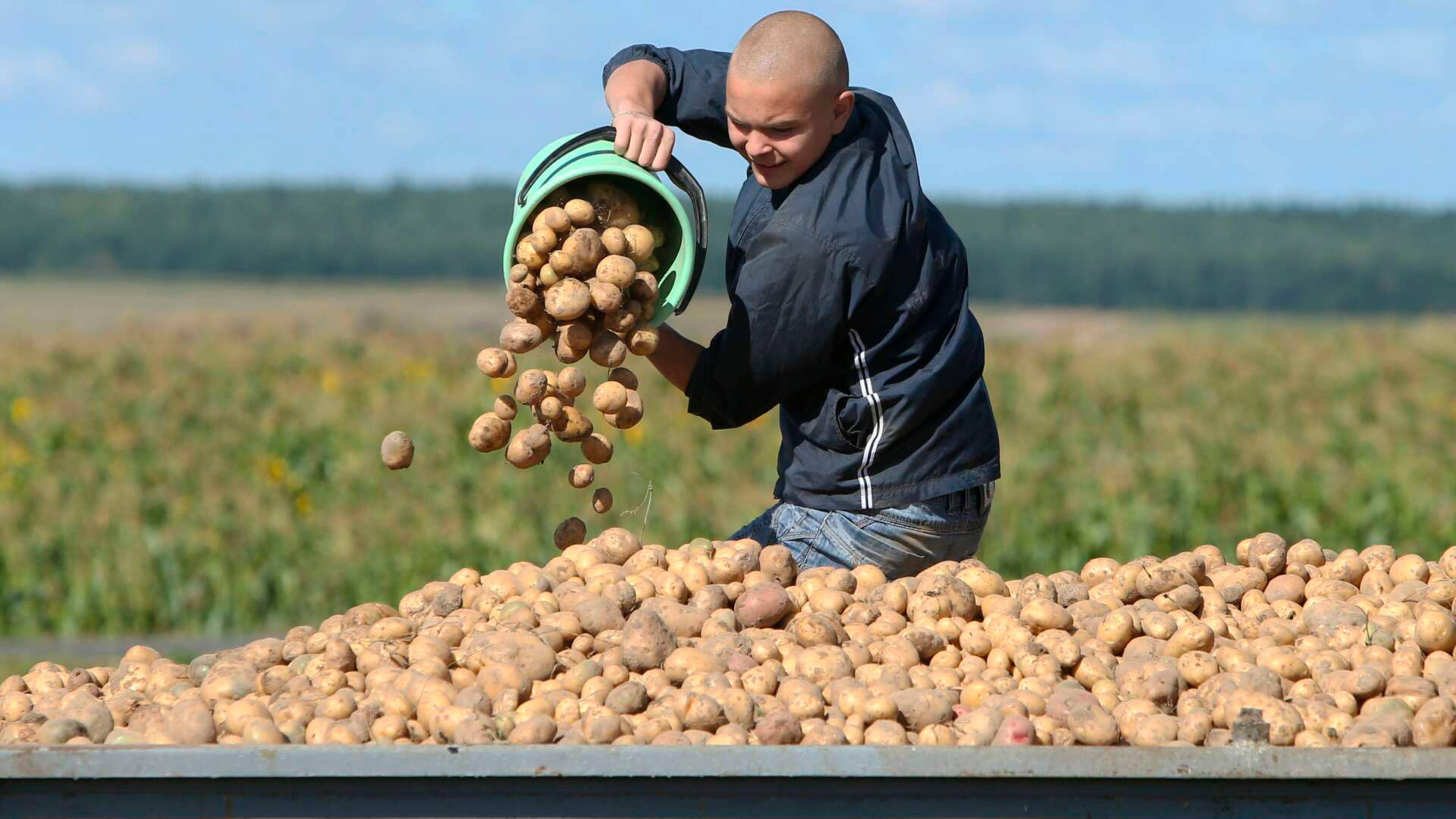 Бульбы хватит всем: белорусские аграрии начали уборку картофеля