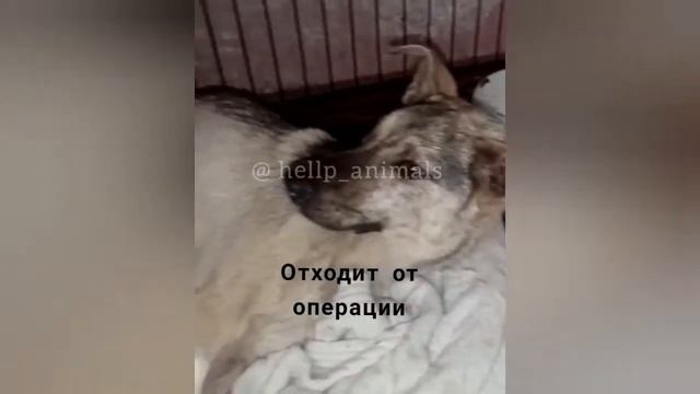 Пес не ел почти месяц