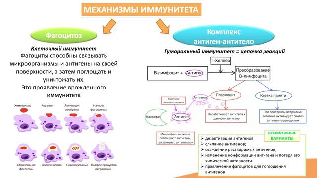 12.2. Механизм иммунного ответа и его регуляция