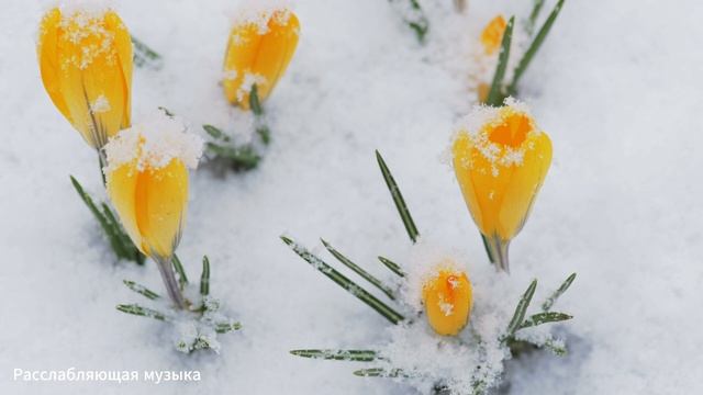 Лечебная музыка для сердца и сосудов! До слез красивая мелодия! Зимняя соната! Падал снегснег