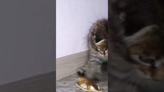 Котëнок играет