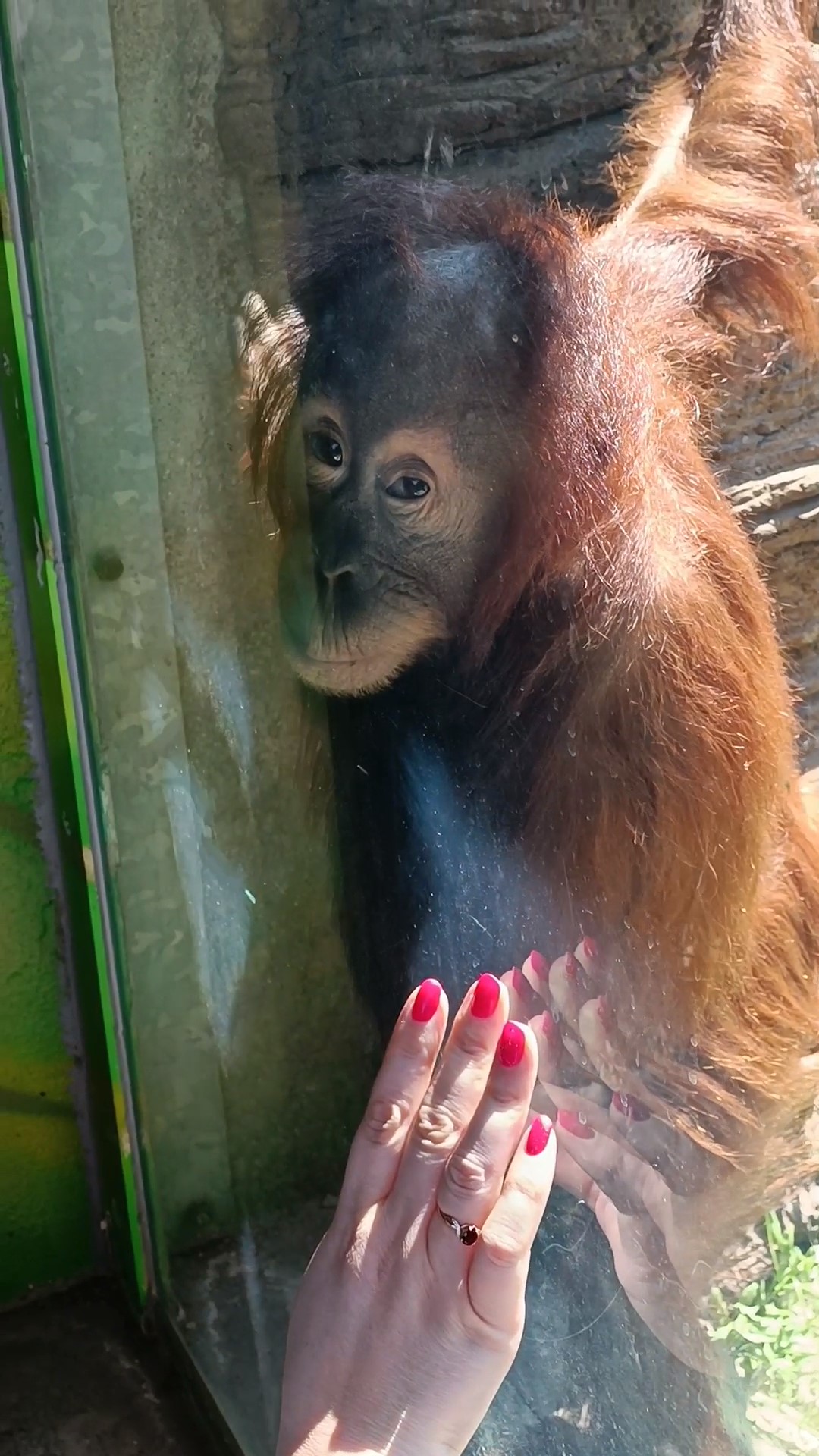 Орангутан Алиса 4 года подошла к посетителям.