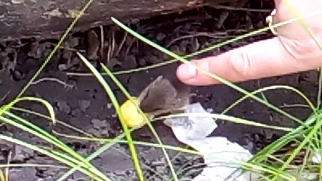 VID 20160625 173707