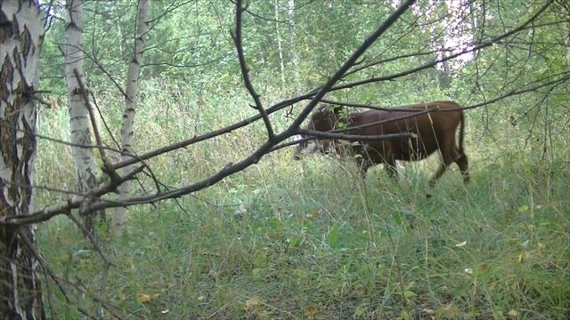 ЖИВОТНЫЙ МИР УРАЛА