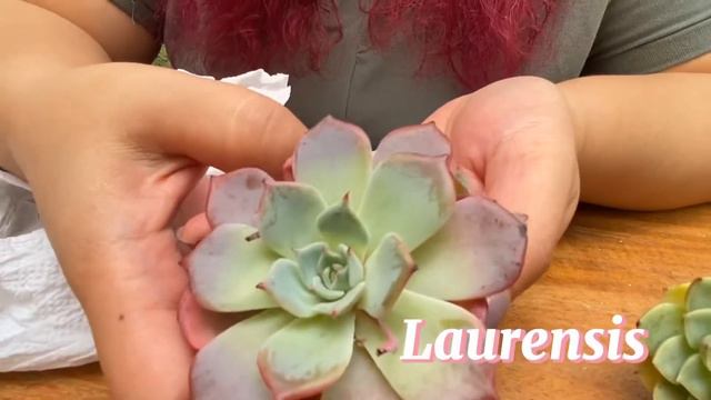 Unboxing Korean Succulents: My First!