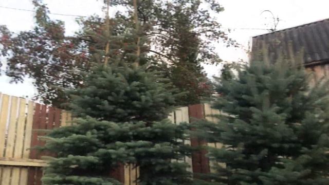 Обрезаем горную сосну в стиле ниваки