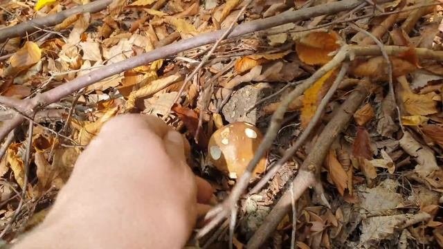 ГОРНЫЕ БОРОВИКИ КОРЗИНАМИ И МОРЕ УДОВОЛЬСТВИЯ ! КАВКАЗ СЕРИЯ 3 ! Грибы 2021 !
