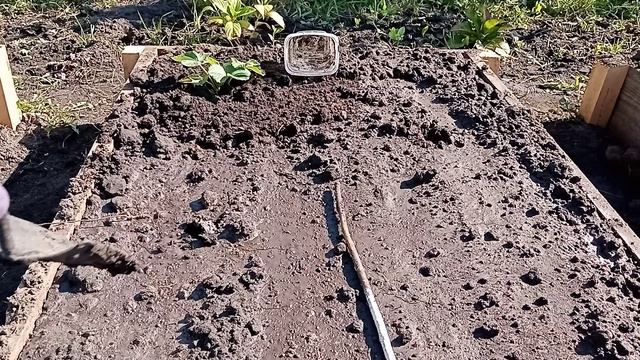 Новые грядки для клубники