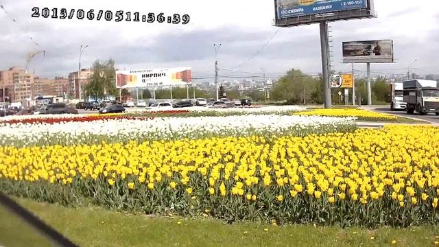 Сибирские Тюльпаны
