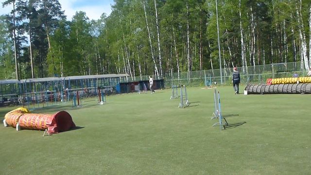 Чемпионат СЗФО, Пискаревка, 14.05.16. Вилли, джампинг