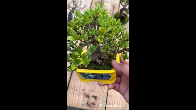 Dành dành bonsai mini tuyệt đẹp (chi tử)│Beauty Gardenia Jasminoides Bonsai