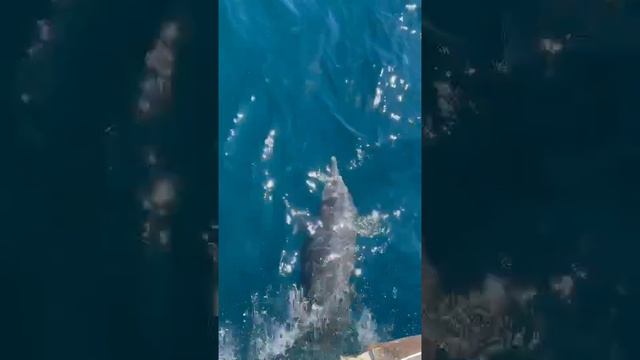 Дельфин сопровождает морские приключения. Спасибо за видео balaklavakater.
Доброе утро.