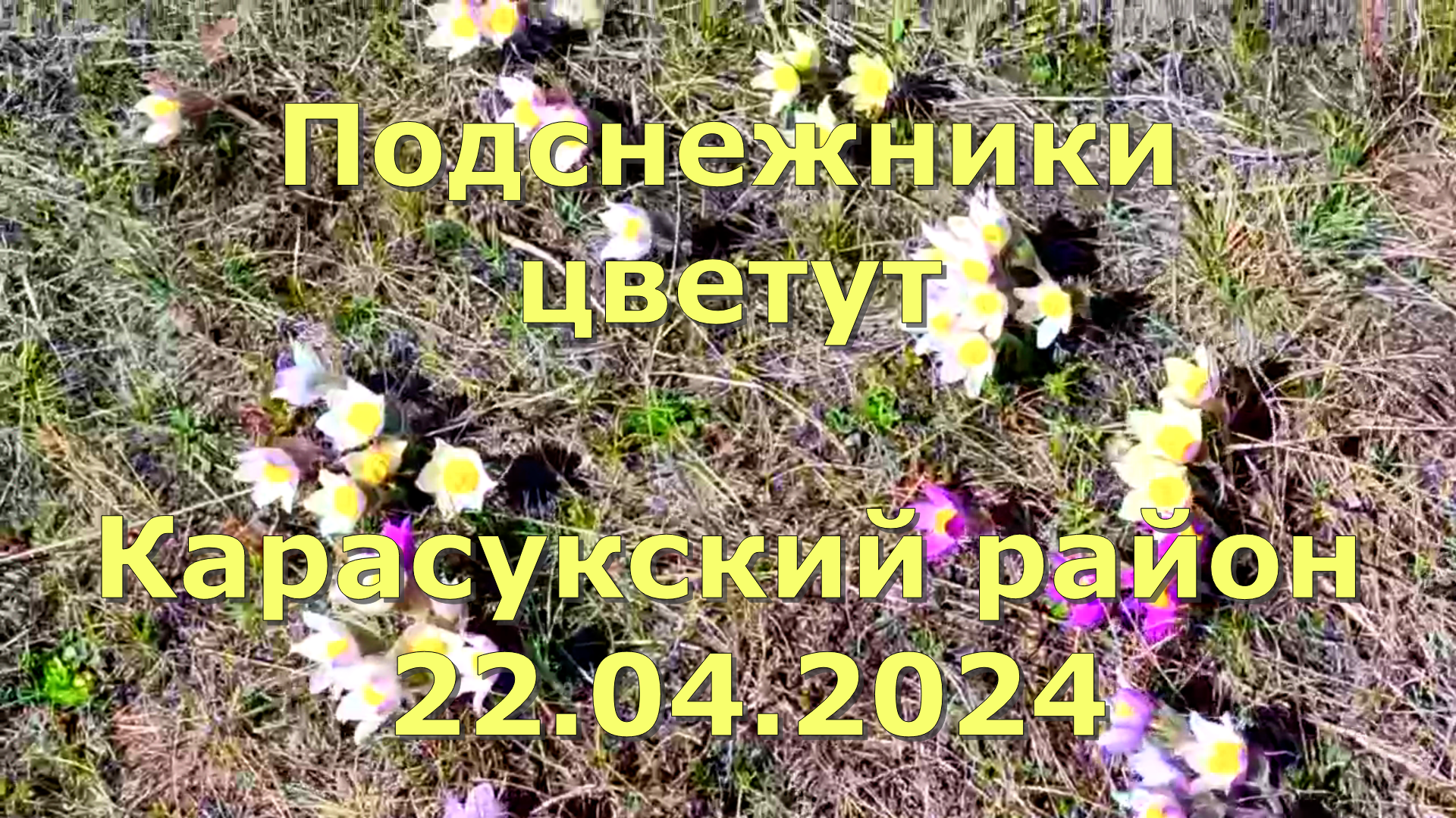Подснежники цветут. Карасукский район Новосибирская область
