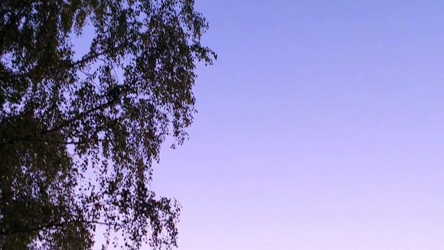 Цвето-музыкальная рапсодия в лучах закатного солнца под композицию Эдгара Туниянц