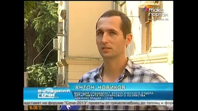 В Сочи упавшее дерево раздавило 4 автомобиля