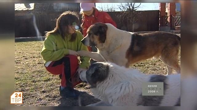 Знакомьтесь среднеазиатская овчарка  Элита