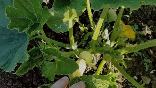#652 Ремонтные работы продолжаются/забетонировали полы в летней кухне