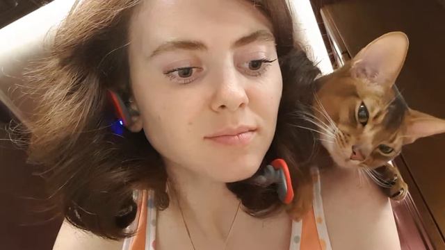 Абиссинский кот Серафим в ожидании ужина
