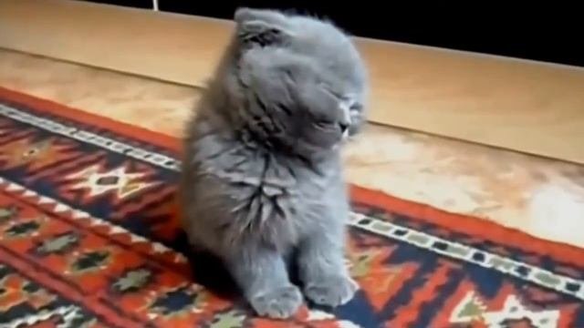 Приколы с животными. Котенок спит сидя!