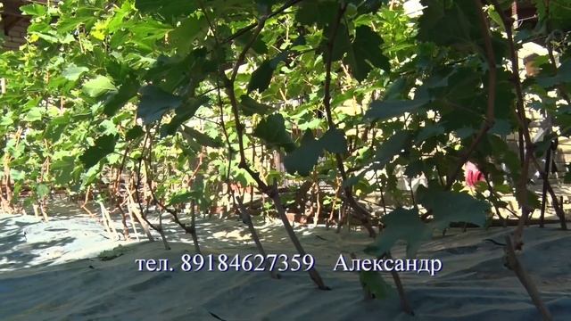 саженцы винограда от Анцупова 1 часть