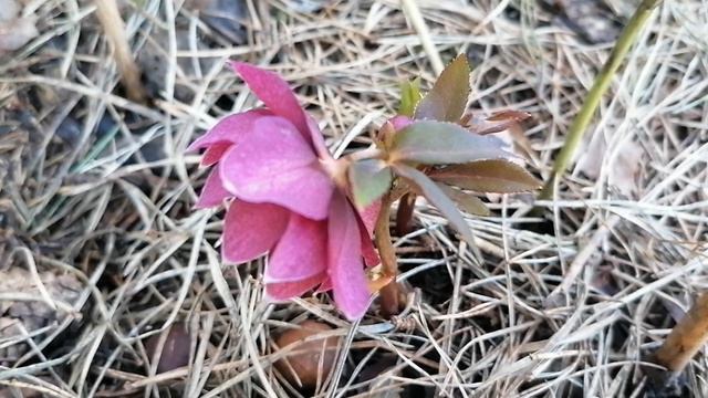 + Морозник восточный сорта 'Дабл Элен Ред' - первое цветение в нашем саду в апреле 2024.mp4