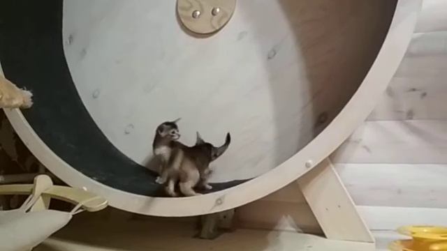 Абиссинские котята в беговом колесе